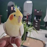 پرنده