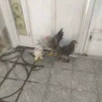 دو عدد خروس برهما 6 ماهه|حیوانات مزرعه|مرودشت, مسجد رسول‎|دیوار