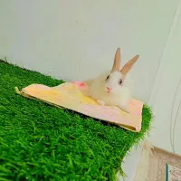 خرگوش|موش و خرگوش|جوانرود, |دیوار