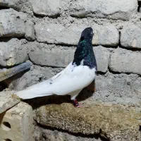 کفتر کلهسیاه نر|پرنده|گلبهار, نوبهار|دیوار