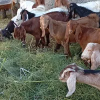 11راس  کولار بزغاله بزرگ|حیوانات مزرعه|شهرآباد, |دیوار