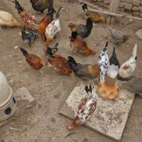 تخم نطفه دار لری