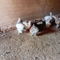 تخم نطفه دار برهما