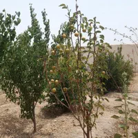 باغ چهار دیواری موقعیت عالی|فروش دفتر صنعتی، کشاورزی، تجاری|اصفهان, براآن شمالی|دیوار