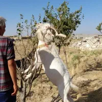 بز مورسیا و نر بز