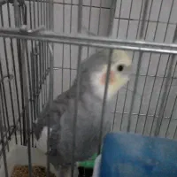 عروس هلندی نر