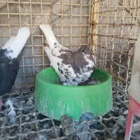 کبوتر
