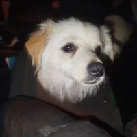 حیوانات خانگی