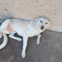 ۲ عدد سگ|سگ|خرمشهر, |دیوار