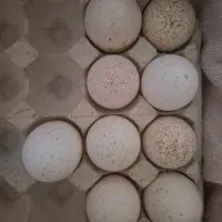 تخم نطفه دار بوقلمون