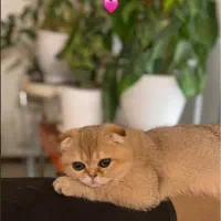 اسکاتیش گلد دبل فولد|گربه|تهران, شیخ هادی|دیوار