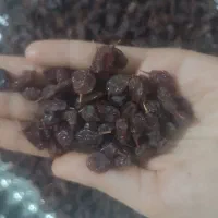 کشمش و مویز|خوردنی و آشامیدنی|باغستان, |دیوار