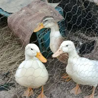 سه عدد اردک