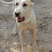 سگ نگهبان، افغان آلابای|سگ|شهریار, شهریار|دیوار