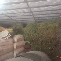 یونجه  درجای خوب خشک