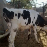 گوساله.گاو|حیوانات مزرعه|برخوار, |دیوار