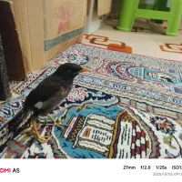 فروش فورییباقفس فقط زودبیاید|پرنده|شیراز, شهرک کوشکک|دیوار