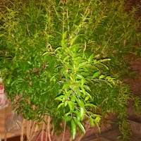 باغبانی و کاشت گل و گیاه اپارتمانی