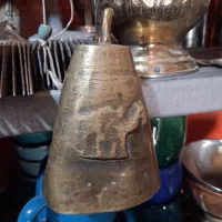 زرد