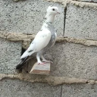 ماده پلنگ کاکلی پاپر