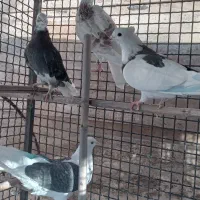 ۴ تا کفتر پرشی