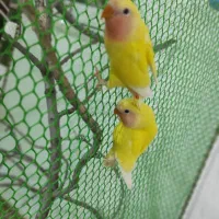 طوطی برزیلی|پرنده|گرمی, |دیوار