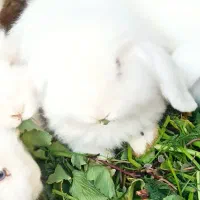 خرگوش سفید لوپ چشم آبی