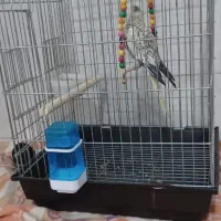 عروس هلندی|پرنده|اصفهان, عطار نیشابوری|دیوار