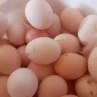 تخم مرغ بومی