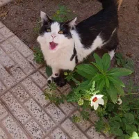 گربه خونگی ونیمه دستی|گربه|لنجان, |دیوار