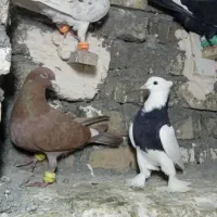 کفتر بوم هوایی|پرنده|طرقبه, |دیوار