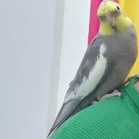 عروس هلندی (گشمده)