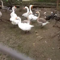 فروش تعدادی اردک اسرائیلی و غاز