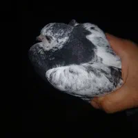 فروش ۱ عدد جوجه کبوتر دون خور نر خوش رنگ