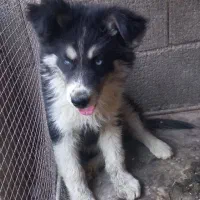 توله سه ماهه هاسکی ماده|سگ|اصفهان, ارغوانیه|دیوار