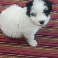 سگ کوچولوی فوق العاده باهوش