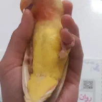 کوتوله گمشده