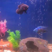 ماهی|ماهی|زاهدان, |دیوار