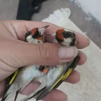 سهره چهارگل.سهره خاکی.کرمونی.همه بخون