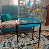 عروس هلندی|پرنده|ایلام, |دیوار