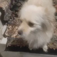 سگ پامرین روباهی ماده|سگ|بروجرد, |دیوار