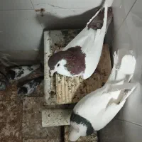 جفت رنگه آس پاک|پرنده|بیرجند, |دیوار