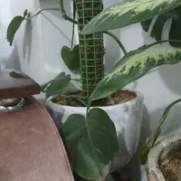 ۶ تا گل و گلدان همه با هم ۸۵۰ تومن