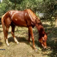 عرب  ارام ومطیع