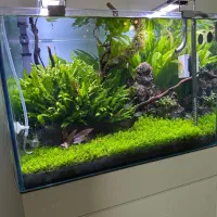 آکواریوم پلنت