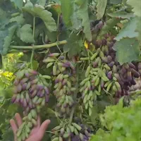 فروش تخصصی انواع نهال موسسه بزرگ نهالستان غرب|خدمات باغبانی و درختکاری|الیگودرز, |دیوار