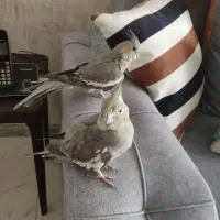 فروش عروس هلندی نروماده