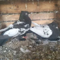 کبوتر سینه سیاه