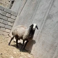 حیوانات مزرعه