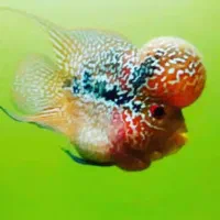 فلاور. اسکار.